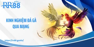 Kinh Nghiệm Đá Gà Qua Mạng - Bí Quyết Ẩn Sau Màn Hình